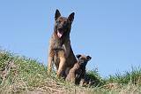 MALINOIS 1000